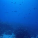 Palau202532