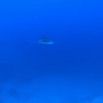 IMG_5372 IMG_5372